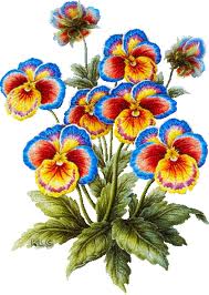 picture of pansies