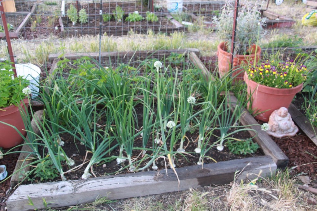 Photo of the onion bed