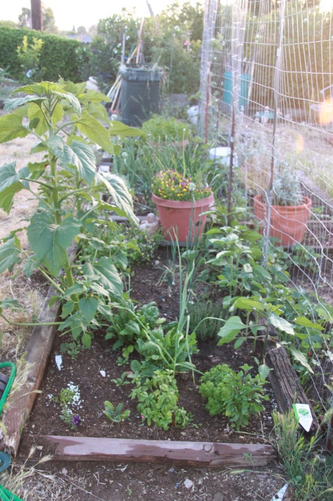 photo of my garden with spinach
