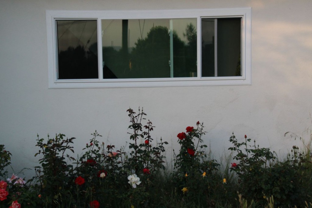 Window and the Roses