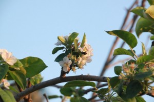 photo of apple blossoms