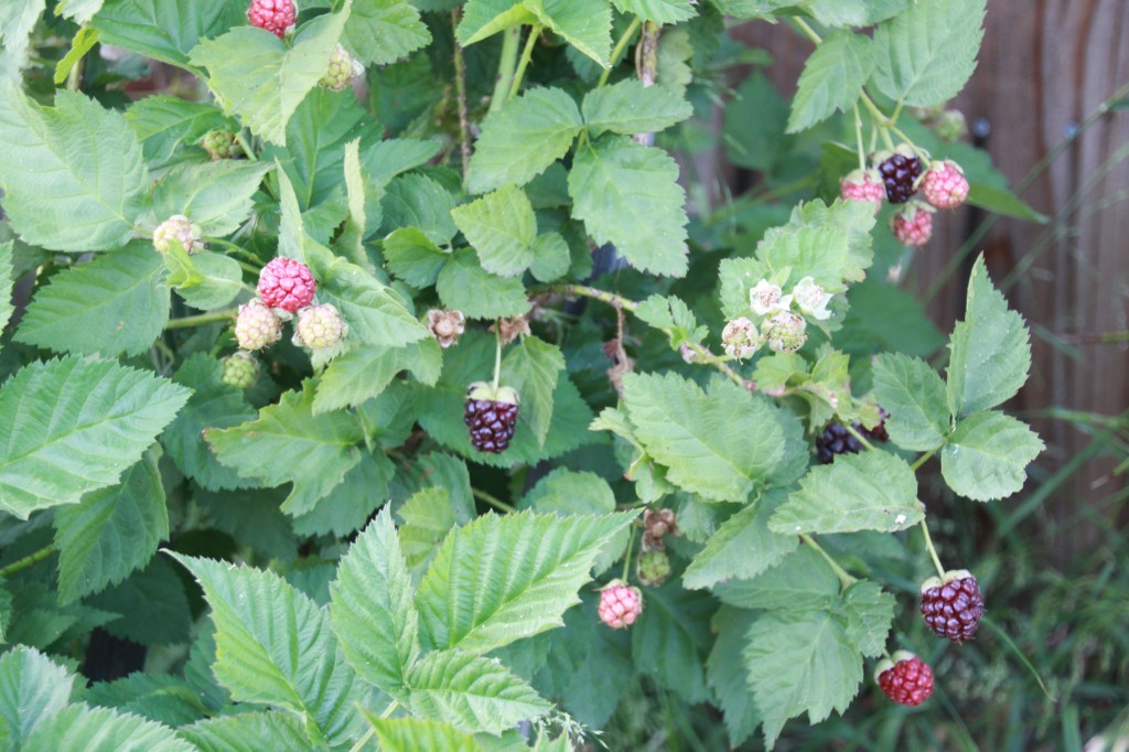 photo of boysenberry bush