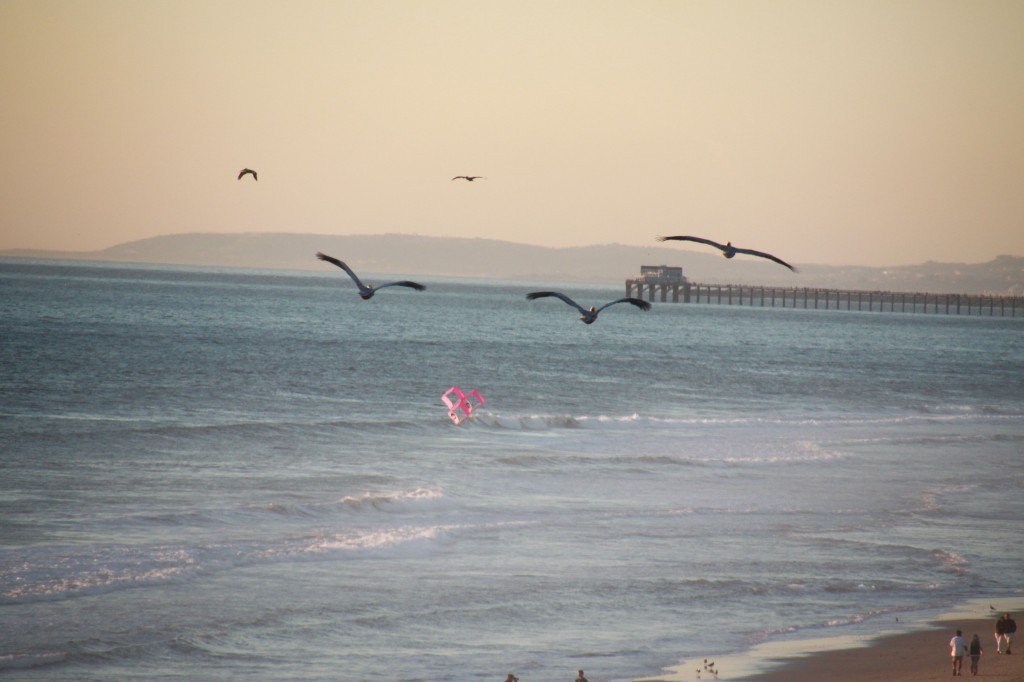  a photo of carlsbad, with Pelicans & a Kite - taken by me, February 2012