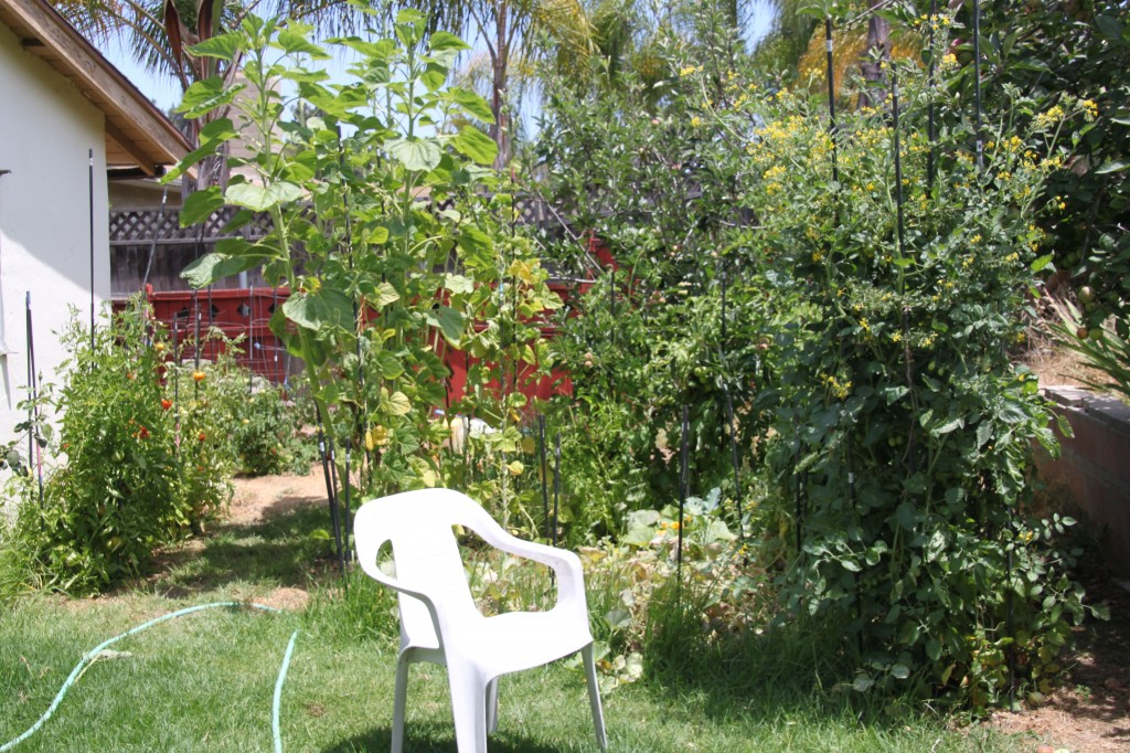 Dad likes to sit in this chair in his garden. But when I asked him to, he wouldn't, lol.