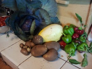 The garden haul on June 8th. Ruby red cabbage, squash, potatoes, and bell peppers. Yum! (Tomatoes in the background are from the 7th of June)