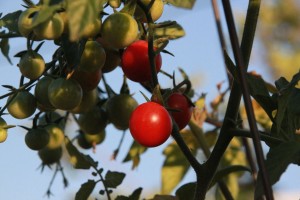 Luscious Cherry Tomatoes