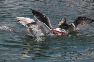 Seagulls fighting over a slab of mostly yellowtail tuna skin with a bit of flesh on it.