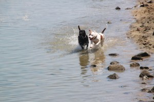 Frolicking dogs on the beach.