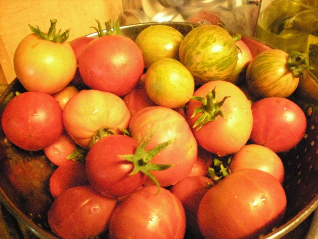 Fresh tomatoes, still warm from the sun. Picked 8/2513.