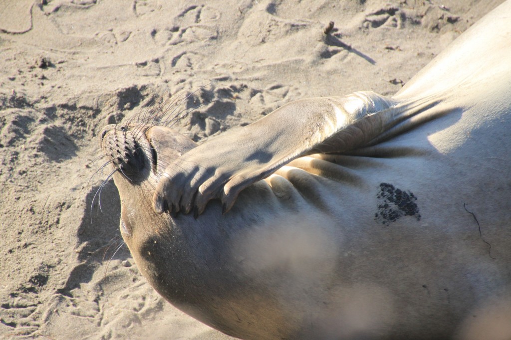 A female elephant seal, scratching her chin.
