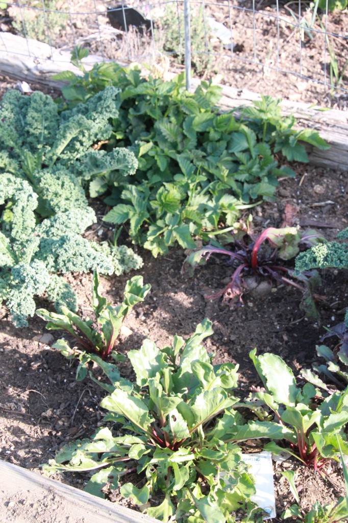 kale-berry-beet bed