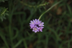 cluster purple flowers