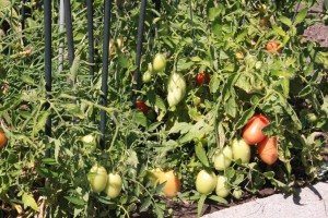 In the Garden – The First Tomatoes