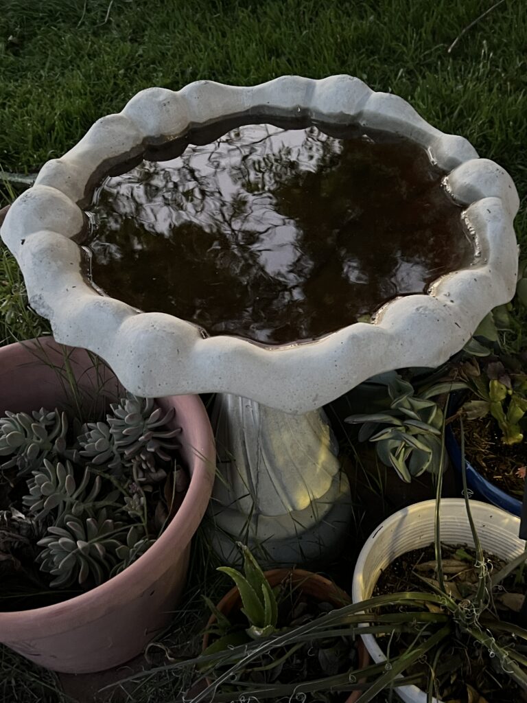 Photo of a bird bath with trees and the sky reflected.